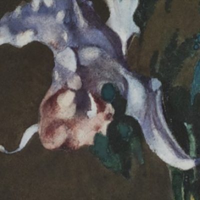 Witsen orchidee 3