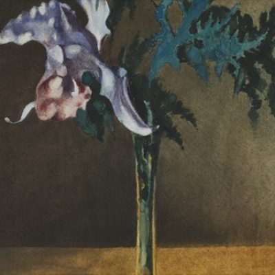 Witsen orchidee